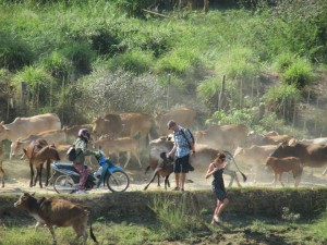 Cattle Stampede in Vang Vieng!