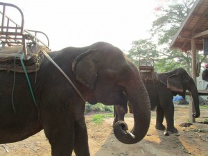 Elephant Ride in Luang Prabang