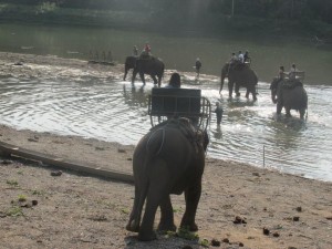 Elephant Ride 