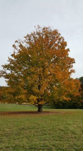 Changing Leaves at Morton Arboretum in Lisle, IL 