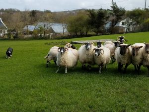 Sheepdog Trials in Donegal, Ireland